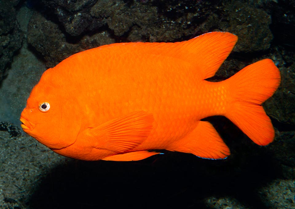 Hypsypops rubicundus, Pomacentridae, Pesce Garibaldi