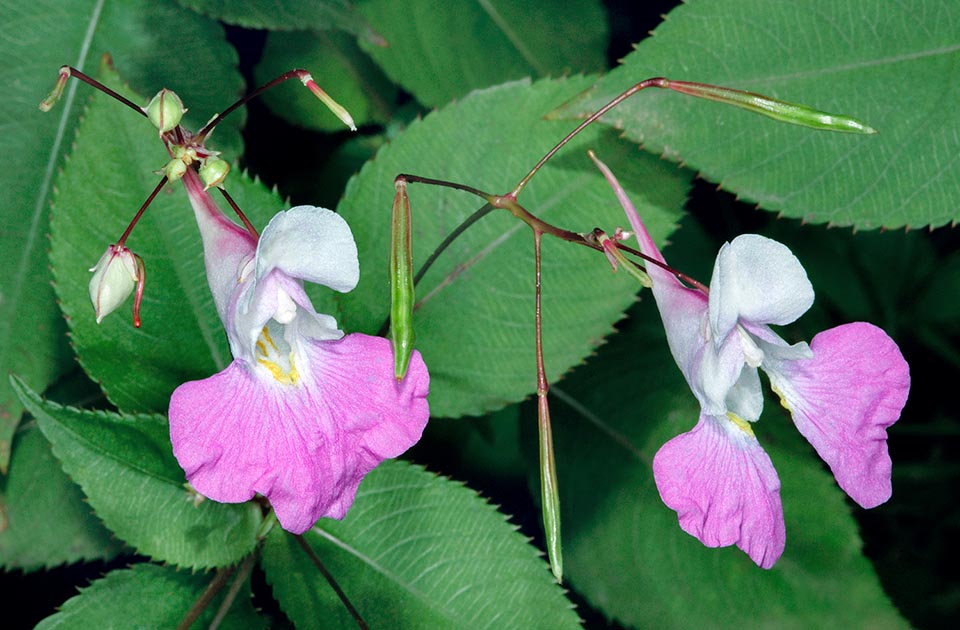 Impatiens balfouriana