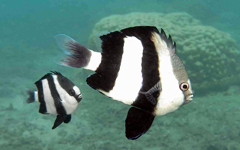 Dascyllus abudafur è presente nel Mar Rosso e nelle acque tropicali e subtropicali dell’Oceano Indiano.