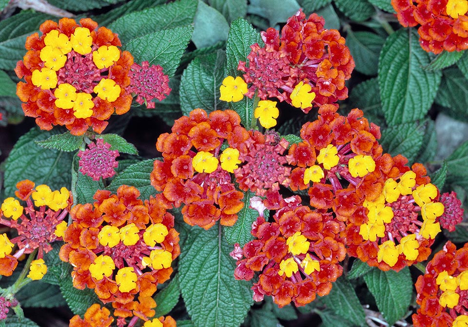 Verbenaceae, Lantana camara