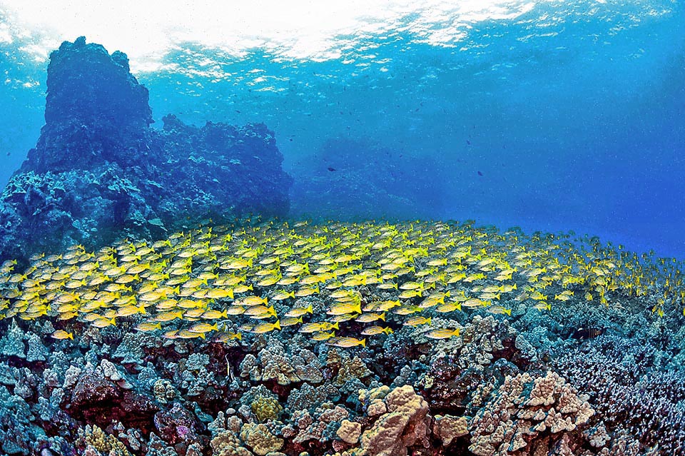 Lutjanus kasmira can form immense schools, like in this dramatic image, and is particularly attached to its own territory.