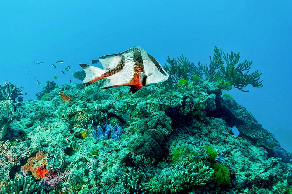 Vive per lo più associato alle barriere coralline o rocciose, fra 5 e 180 m di profondità, muovendosi solitario o in banchi di coetanei.