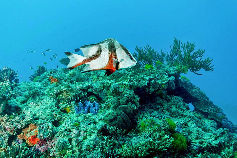 Lutjanus sebae lives mainly associated to coral or rocky reefs, between 5 and 180 m of depth, moving alone or in schools of peers.