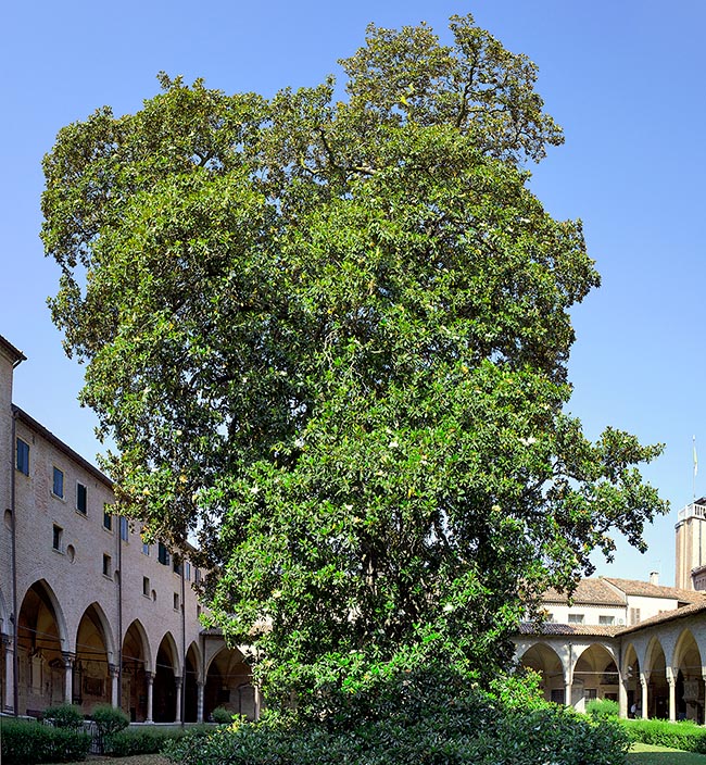 Magnolia grandiflora, Magnoliaceae