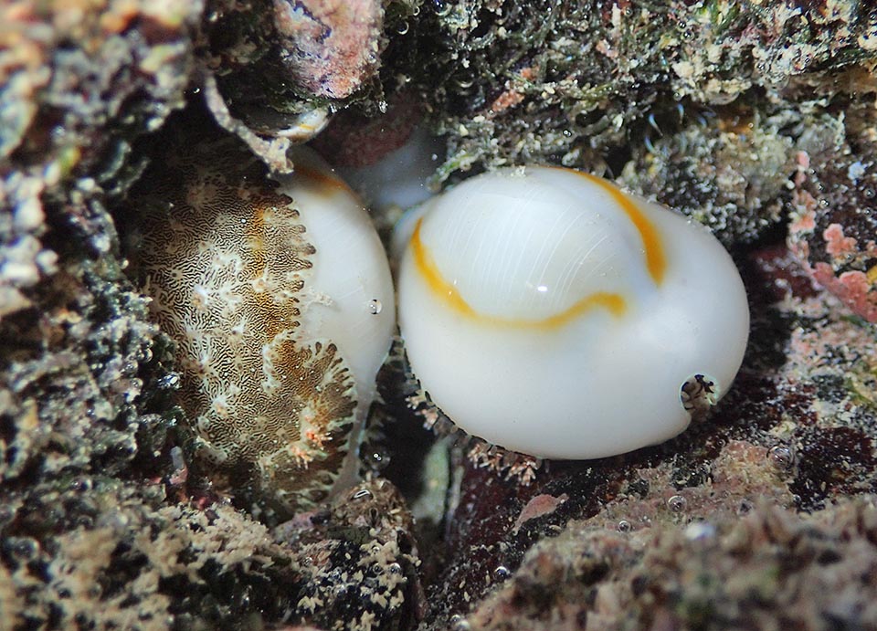 Active la nuit elle vit dans les zones de marée entre 1 et 8 m de profondeur. Le manteau une fois retiré elle fait apparaître sur sa coquille l'anneau doré caractéristique 