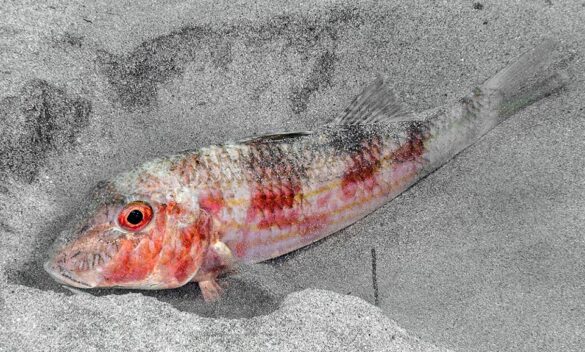 Mullus surmuletus - Monaco Nature Encyclopedia