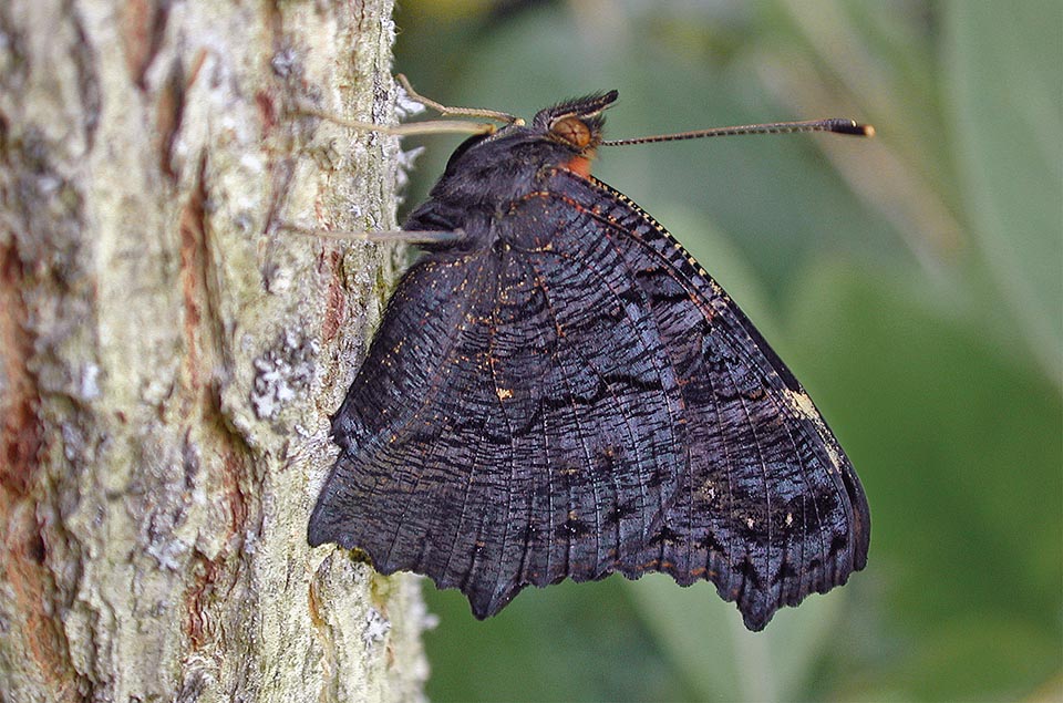 Aglais io, Nymphalidae, Inachis, European Peacock