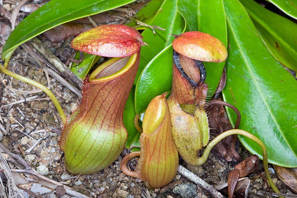 Les ascidies inférieures peuvent atteindre jusqu'à 12 cm de long et 4 cm de large. Dans leur moitié inférieure elles sont de forme ovée ou sphéroïdale puis se rétrécissent au-dessus en devenant une structure cylindrique ou infundibuliforme vers l'ouverture. Dans leur partie antérieure elles ont des ailes larges jusqu'à 8 mm avec des filaments longs jusqu'à 4 mm 