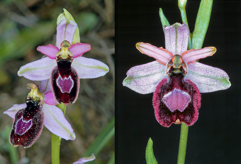 Ophrys bertolonii