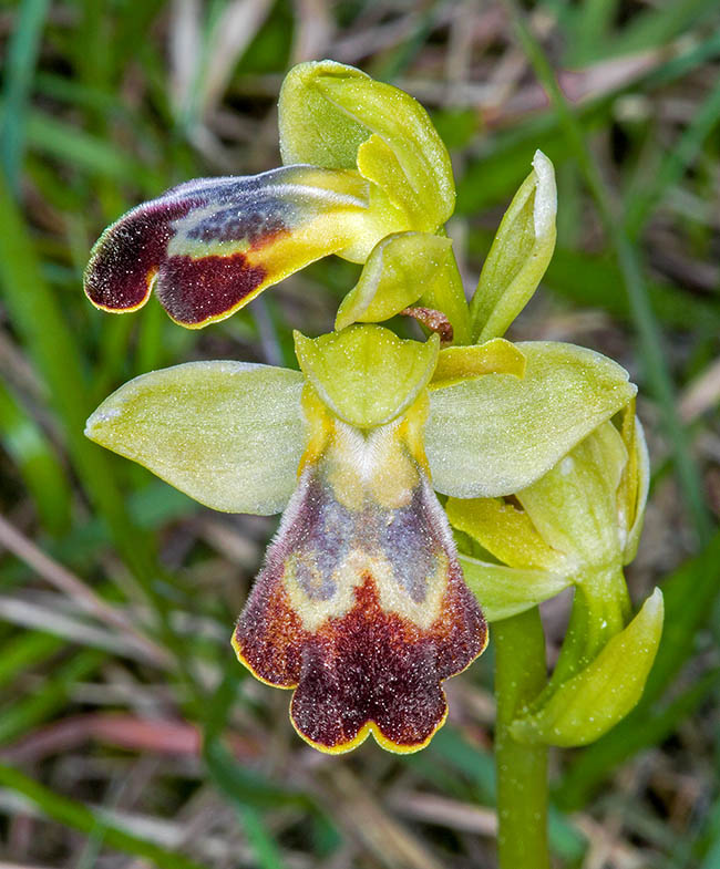 Ophrys fusca