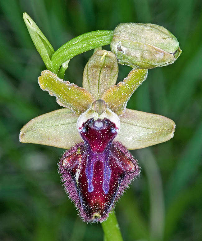 Ophrys incubacea