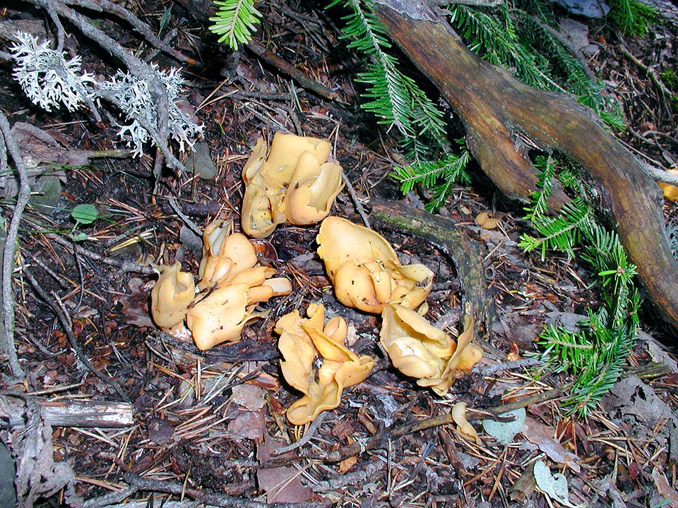 Otidea onotica, Pyronemataceae