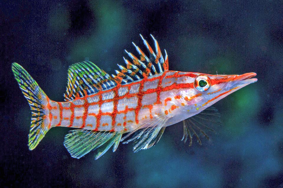 Oxycirrhites typus doesn't have a swim bladder, but it doesn't need it because it moves in lightning-fast leaps, swooping down on tiny prey like a bird of prey.