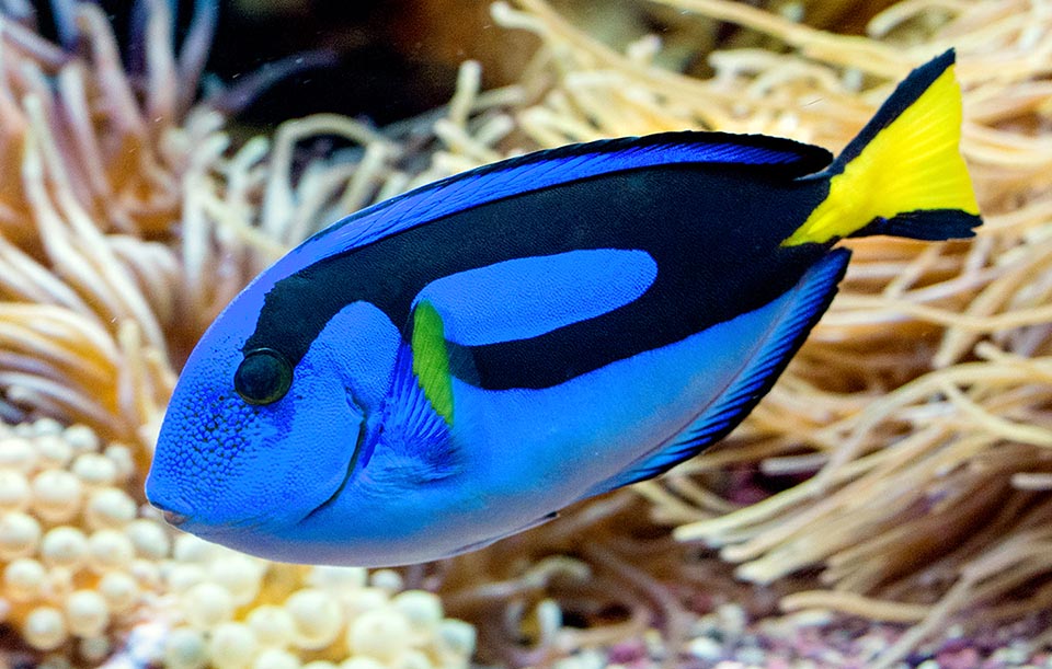 Paracanthurus hepatus possède une lame tranchante empoisonnée sur le pédoncule caudal pour fouetter ses agresseurs jusqu'au sang et, comme tous les poissons-chirurgiens, il se nourrit surtout de végétaux.