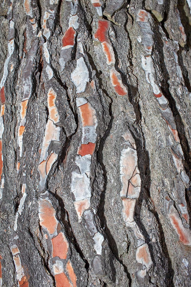 Close-up of a trunk of an adult Pinus halepensis.