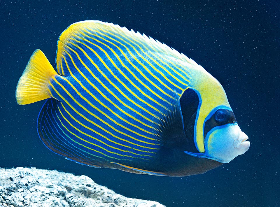 Pomacanthus imperator peut atteindre 40 cm de long et se reconnaît facilement par les rayures jaunes serrées sur fond bleu turquoise qui sillonnent son corps.