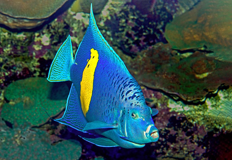 Pomacanthus maculosus vive nelle formazioni madreporiche fino a 50 m di profondità ed è entrato di recente nel Mediterraneo orientale tramite il Canale di Suez