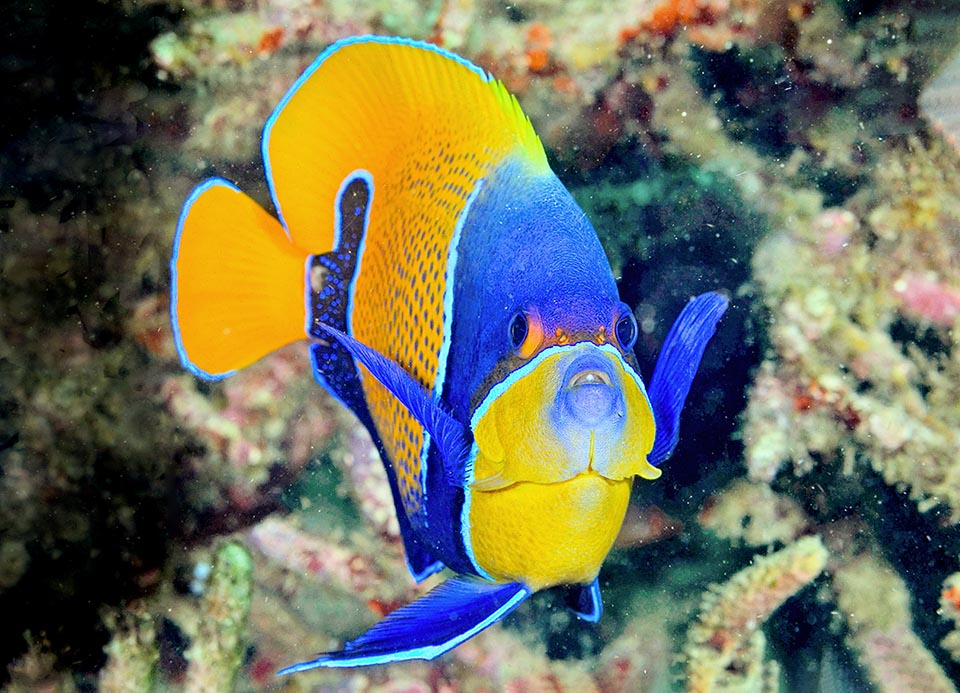 Tímido, dispuesto a esconderse en el laberinto de las formaciones madrepóricas, Pomacanthus navarchus vive en aguas tranquilas, hasta unos 40 m de profundidad.