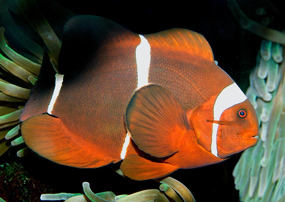 Premnas biaculeatus, Poisson-Clown à joues épineuses