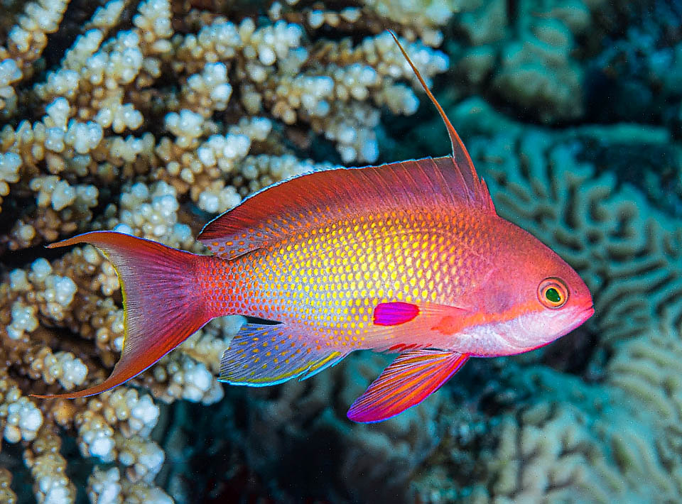 Pseudanthias squamipinnis