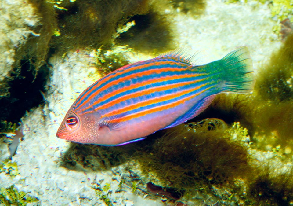 Pseudocheilinus hexataenia, Labridae, Sixline wrasse