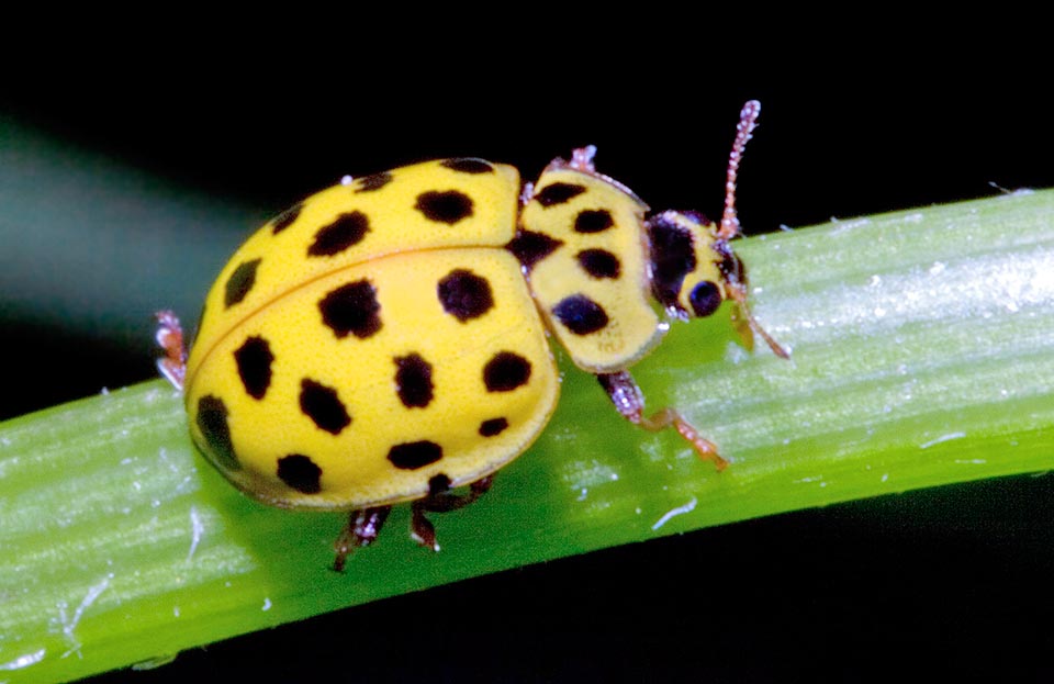 Psyllobora vigintiduopunctata, Coccinellidae, Coccinella gialla