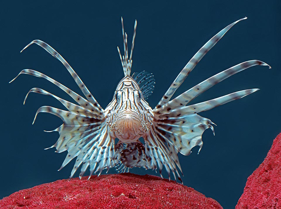 Pterois volitans es también llamado Pez león por su espesa melena de aletas, utiliza sus gigantescas aletas pectorales para aterrorizar a sus presas y arrinconarlas