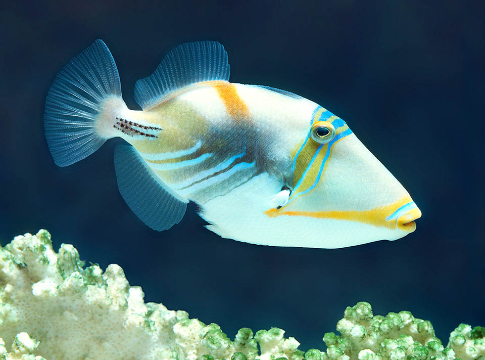 Rhinecanthus aculeatus è noto come Pesce balestra Picasso, per le insolite pennellate di colore.