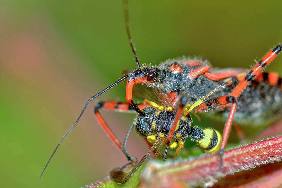 Il capture surtout les insectes de taille moyenne qui se posent sur les fleurs. Ici il vient de tuer avec son rostre robuste un Sphécidé du genre Cerceris 