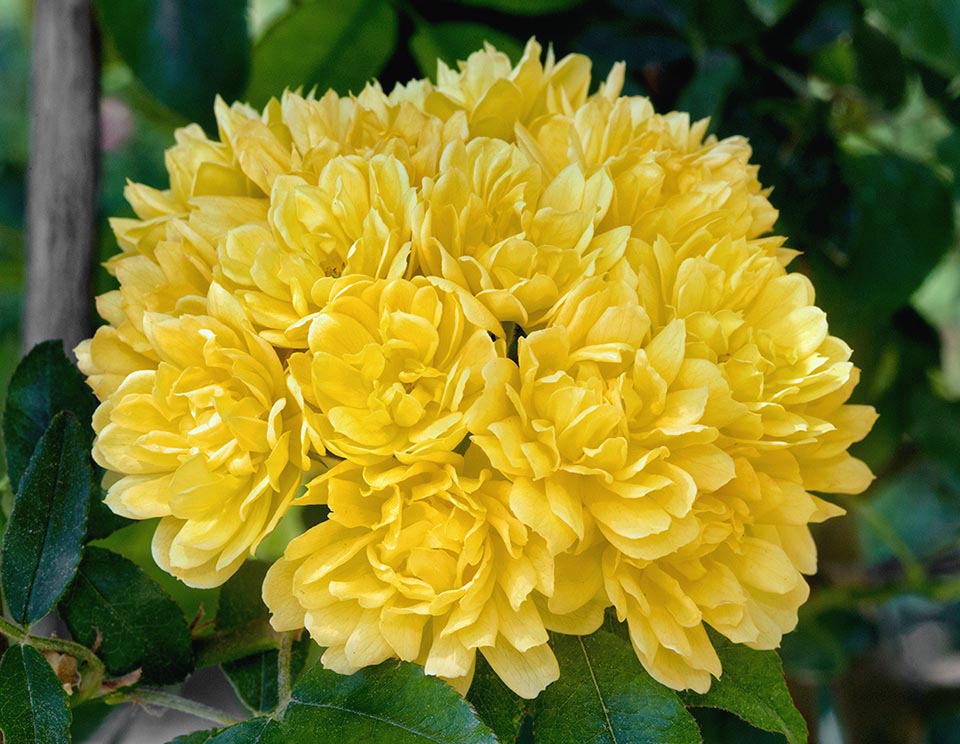 Les inflorescences de Rosa banksiae var. lutea portent un grand nombre de fleurs petites et doubles.