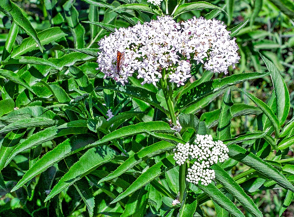 Sambucus ebulus