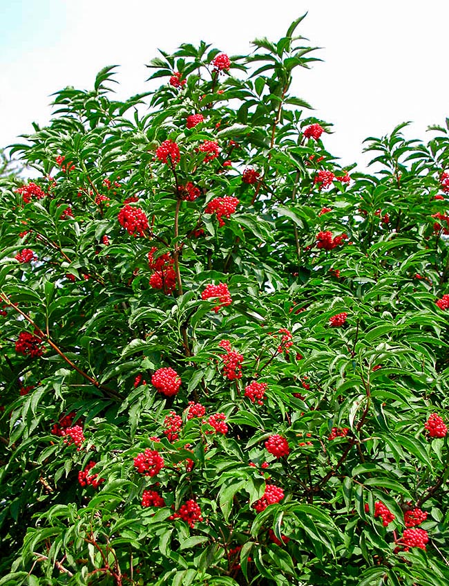 Sambucus racemosa, Sureau rouge