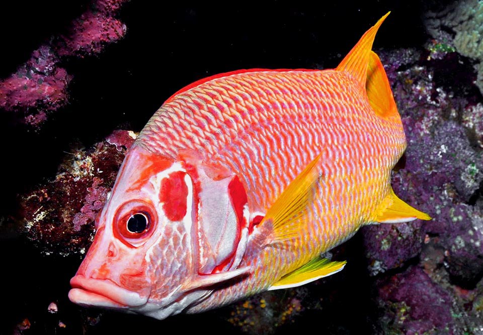 Sargocentron spiniferum, Holocentridae, Spiny squirrel fish