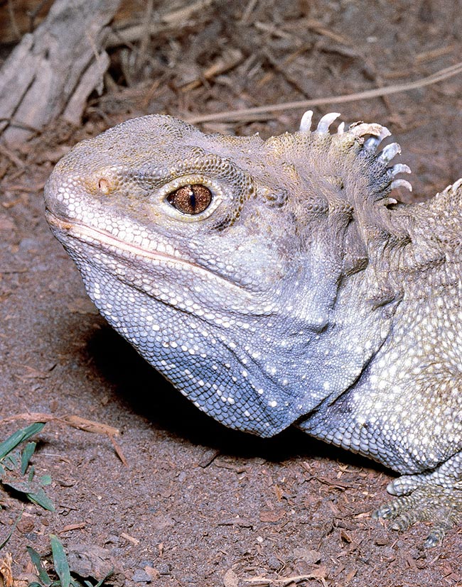 Sphenodon punctatus, Sphenodontidae, tuatara