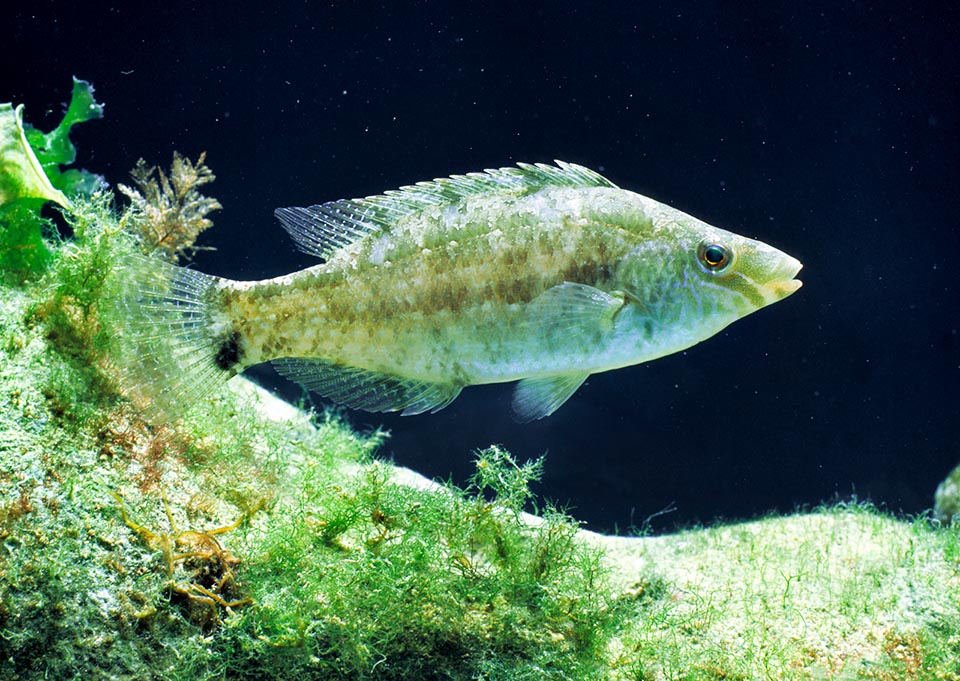 Symphodus cinereus, Labridae, Grey wrasse