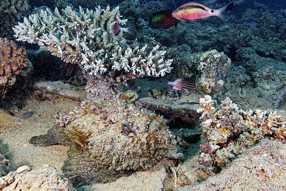 Synanceia verrucosa adapts colour and posture to environment. Here, mimicked at the base of the madrepore, waits for fishes to get close for gulping them in 15 thousandths of a second.