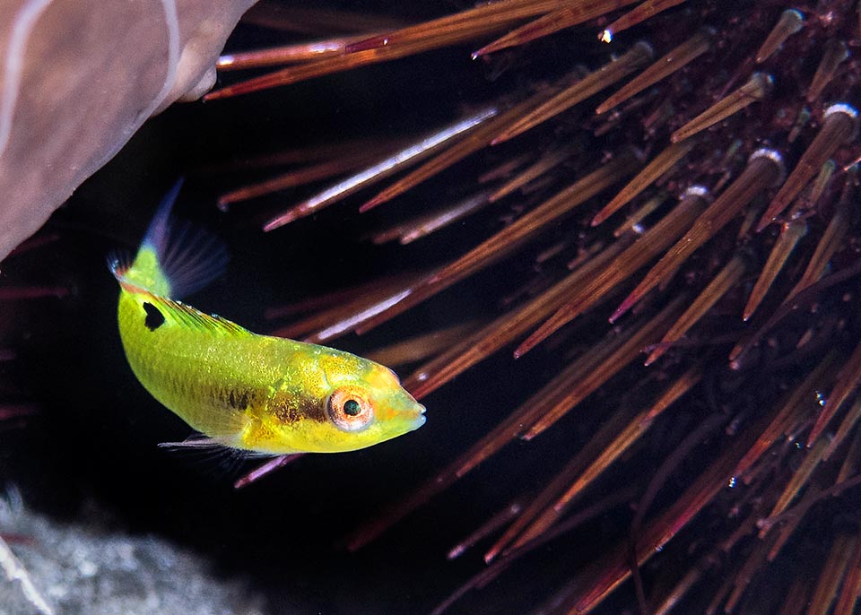 Ma per arrivare alla livrea qui sopra, dello spettacolare maschio terminale, il percorso è lungo e sorprendente. All’inizio i giovani Thalassoma pavo sono gialli con una macchia nera sul dorso 