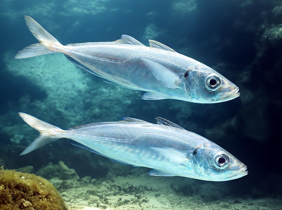 Faisant jusqu'à 70 cm de long, Trachurus trachurus évolue souvent à 100-200 m de profondeur. Il descend à 500-1000 m quand il fait froid et, en été, remonte à la surface près des côtes.