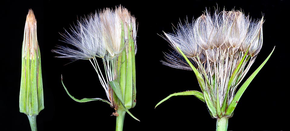 Tragopogon porrifolius, Asteraceae, barba di becco violetta, barba di prete, scorzo bianca, scorzonera bianca