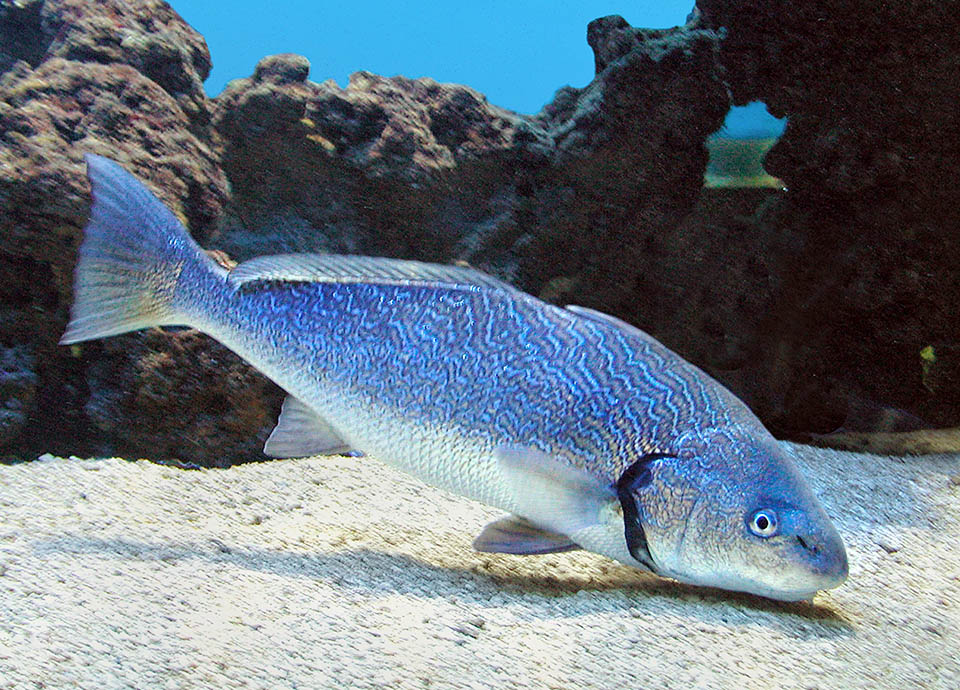 Tramite il canale di Suez Umbrina cirrosa ha infine raggiunto le acque del Mar Rosso, ed è uno dei rari pesci che ha fatto il percorso inverso a quello delle invasive specie lessepsiane.