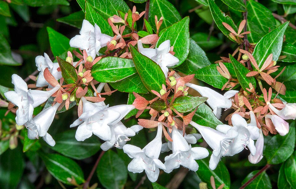 Abelia × grandiflora