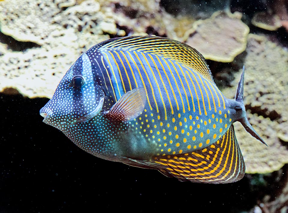 Zebrasoma desjardinii peut atteindre 40 cm de long. Il se défend en frappant les importuns d'une lame tranchante comme un scalpel, située sur les côtés du pédoncule caudal.