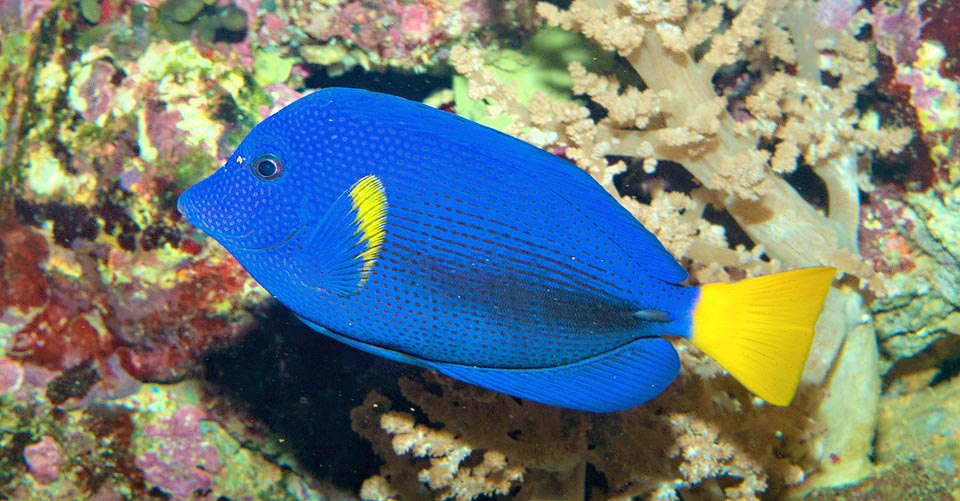 Como todos los Acanthuridae, Zebrasoma xanthurum tiene una hoja afilada y retráctil en el pedúnculo caudal que utiliza para defenderse de los atacantes con coletazos cortantes.