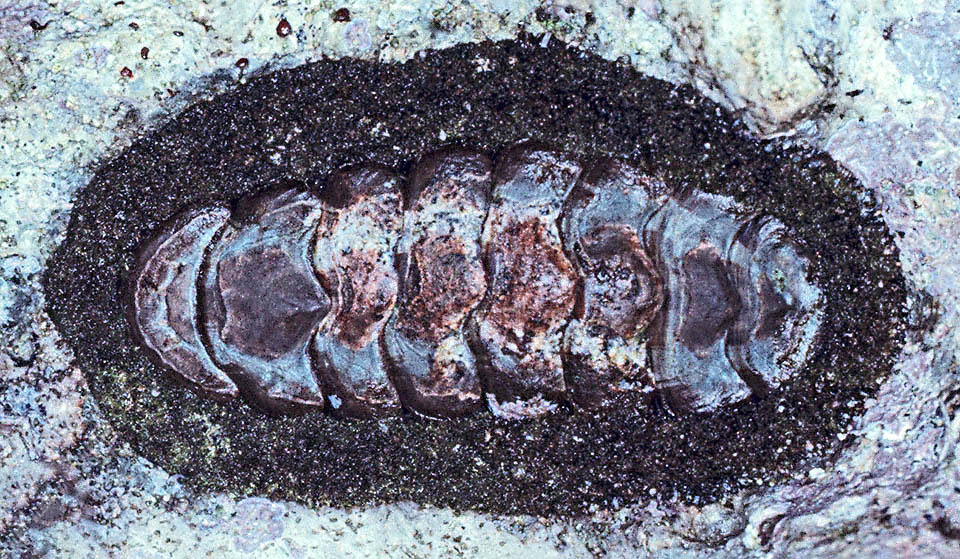 Attivo di notte, per eludere i predatori ed il calore del sole, si nutre delle alghe presenti sulle rocce, rintanandosi durante il giorno negli anfratti