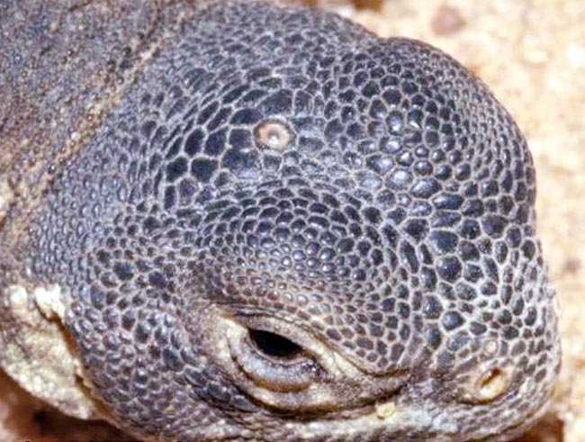 Sphenodon punctatus, Sphenodontidae, tuatara