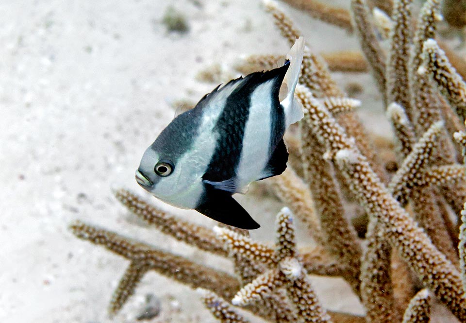 Dascyllus aruanus, Damigella codabianca Dascyllus aruanus, Pomacentridae, Damigella codabianca