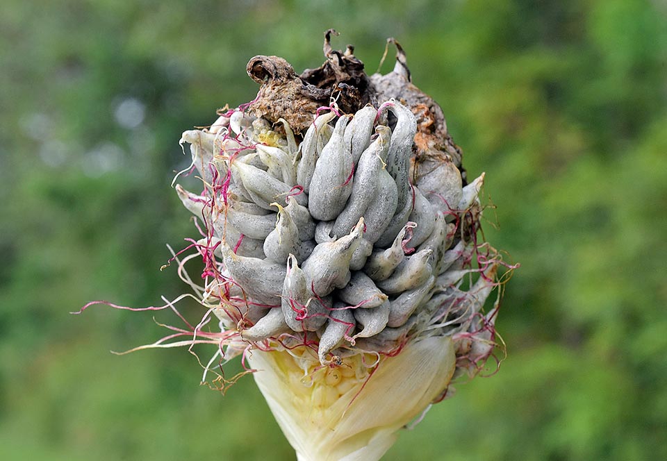 The corn smut is one of the most known and common fungal diseases that can affect maize and is caused by the basidiomycete Ustilago maydis