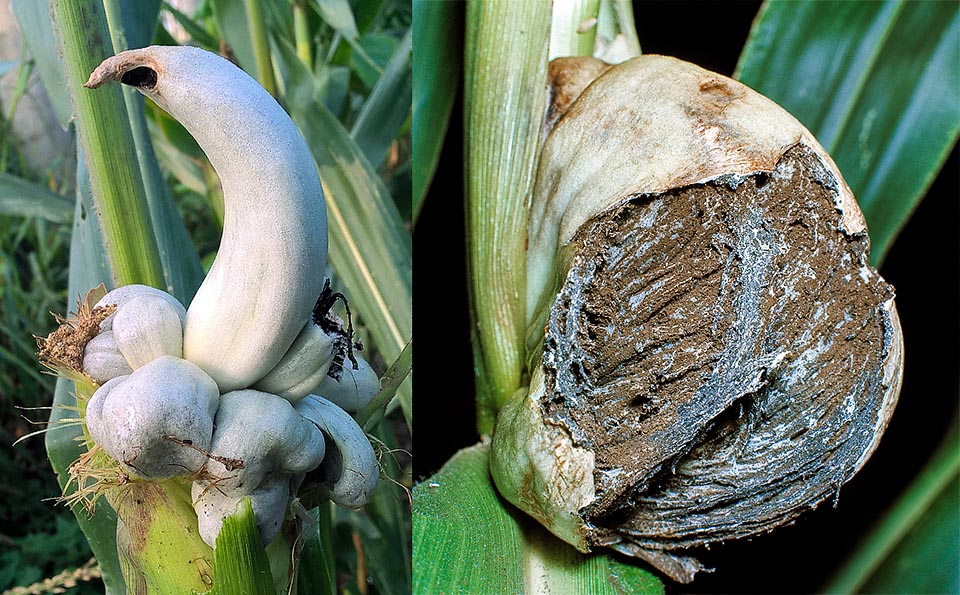 Ustilago maydis causes the formation, on the ear and other parts of the plant, of edible outgrowths, called galls or tumors. They are initially whitish and fleshy and covered by a thin film that later on breaks producing a powdery mass of blackish spores. They fall on the soil and may keep vital for several years 