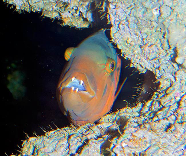 Cheilinus fasciatus, Labridae, Labride dal petto rosso Cheilinus fasciatus, Labridae, Labride dal petto rosso