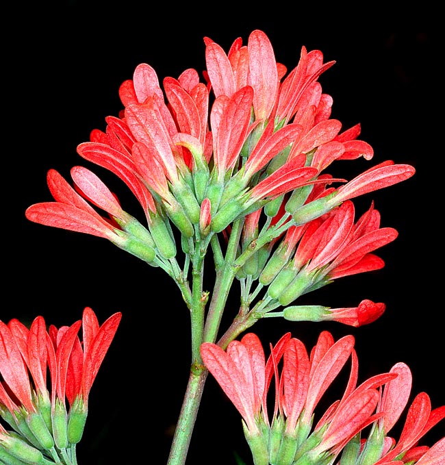 Terminal panicle inflorescences with numerous tubular 25 mm flamboyant flowers © Giuseppe Mazza